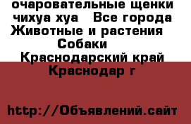 очаровательные щенки чихуа-хуа - Все города Животные и растения » Собаки   . Краснодарский край,Краснодар г.